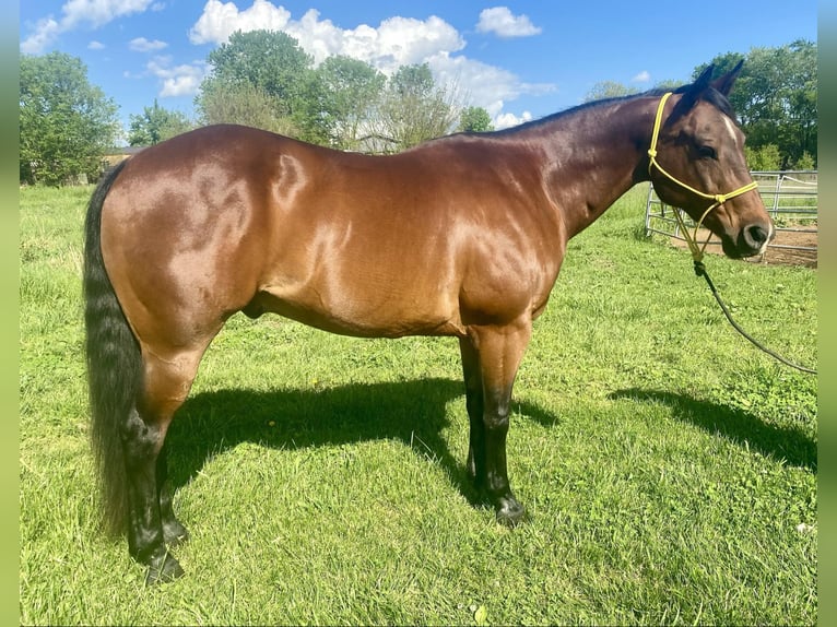 American Quarter Horse Castrone 10 Anni 152 cm Baio ciliegia in Danville IN