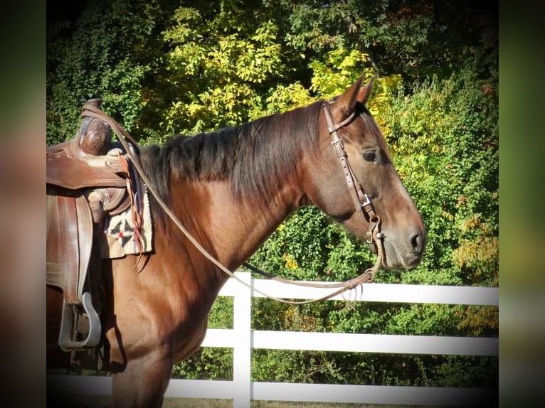American Quarter Horse Castrone 10 Anni 152 cm Baio ciliegia in Effingham IL