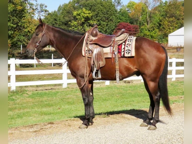 American Quarter Horse Castrone 10 Anni 152 cm Baio ciliegia in Effingham IL