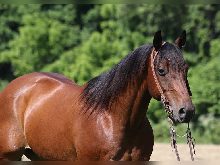 American Quarter Horse Castrone 10 Anni 152 cm Baio ciliegia in Level Green KY