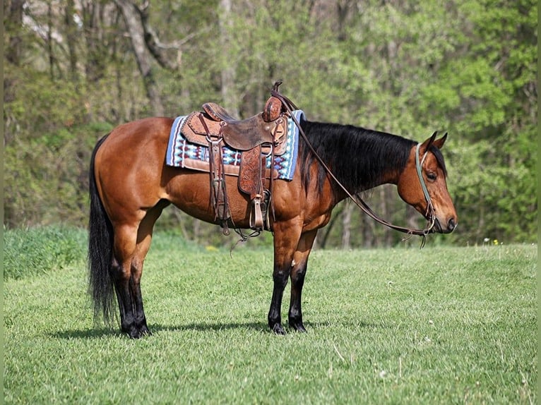 American Quarter Horse Castrone 10 Anni 152 cm Baio ciliegia in LEvel Green Ky