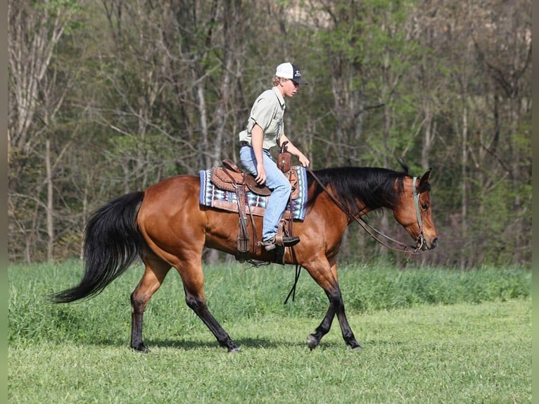 American Quarter Horse Castrone 10 Anni 152 cm Baio ciliegia in LEvel Green Ky