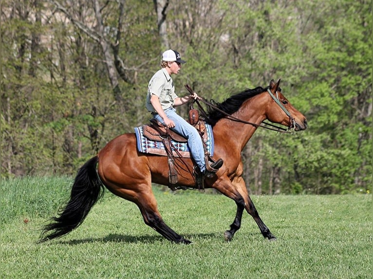 American Quarter Horse Castrone 10 Anni 152 cm Baio ciliegia in LEvel Green KY