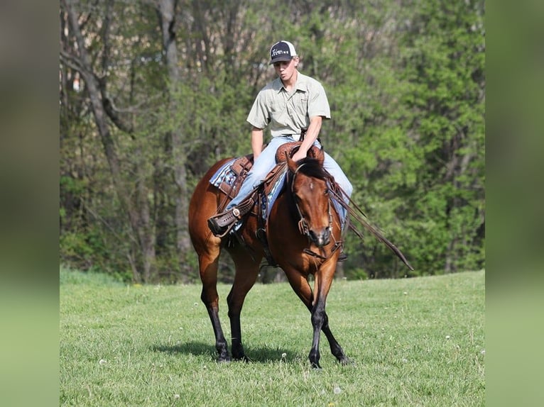 American Quarter Horse Castrone 10 Anni 152 cm Baio ciliegia in LEvel Green Ky