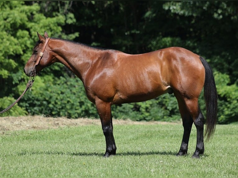 American Quarter Horse Castrone 10 Anni 152 cm Baio ciliegia in Level Green KY