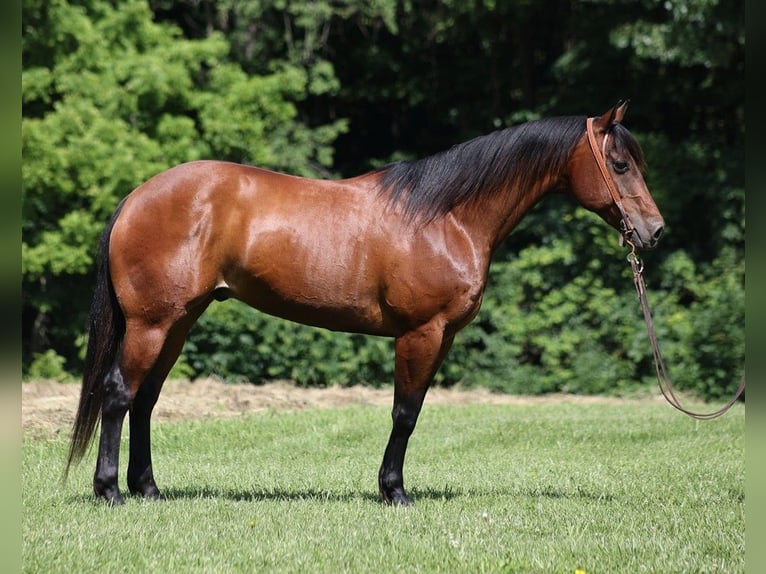 American Quarter Horse Castrone 10 Anni 152 cm Baio ciliegia in Level Green KY