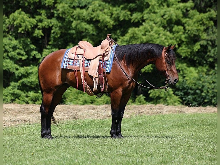 American Quarter Horse Castrone 10 Anni 152 cm Baio ciliegia in Level Green KY