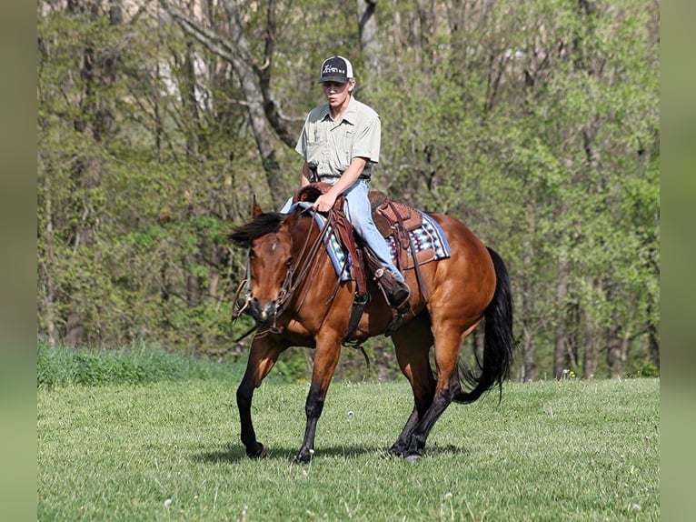 American Quarter Horse Castrone 10 Anni 152 cm Baio ciliegia in LEvel Green Ky