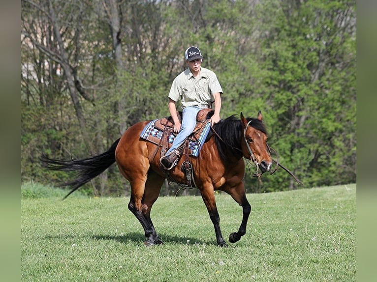 American Quarter Horse Castrone 10 Anni 152 cm Baio ciliegia in LEvel Green KY