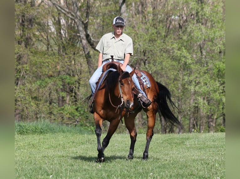 American Quarter Horse Castrone 10 Anni 152 cm Baio ciliegia in LEvel Green KY