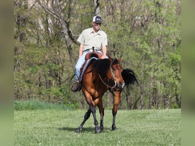 American Quarter Horse Castrone 10 Anni 152 cm Baio ciliegia in LEvel Green Ky