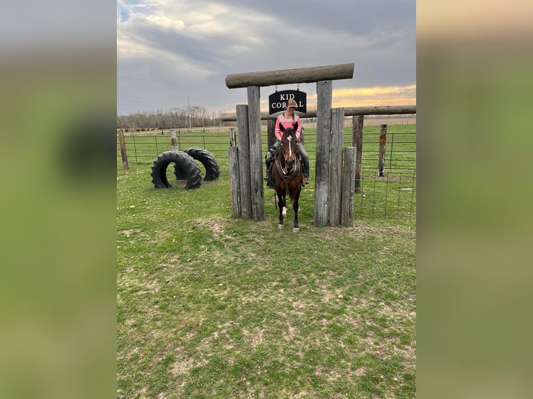 American Quarter Horse Castrone 10 Anni 152 cm Baio ciliegia in Libson IA