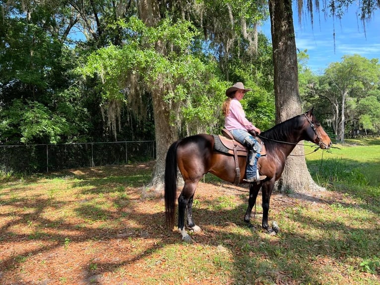 American Quarter Horse Castrone 10 Anni 152 cm Baio ciliegia in Libson IA