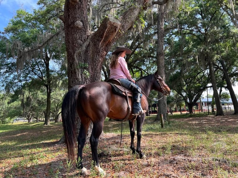 American Quarter Horse Castrone 10 Anni 152 cm Baio ciliegia in Libson IA