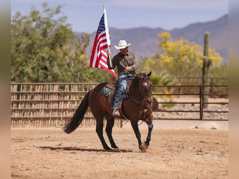 American Quarter Horse Castrone 10 Anni 152 cm Baio ciliegia in Congress