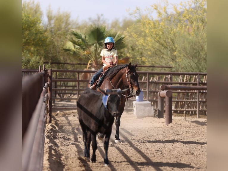 American Quarter Horse Castrone 10 Anni 152 cm Baio ciliegia in Congress
