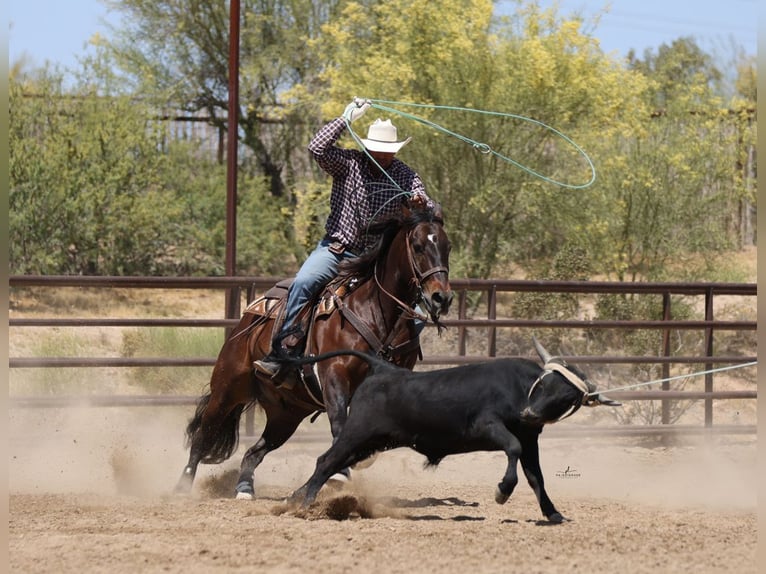 American Quarter Horse Castrone 10 Anni 152 cm Baio ciliegia in Congress