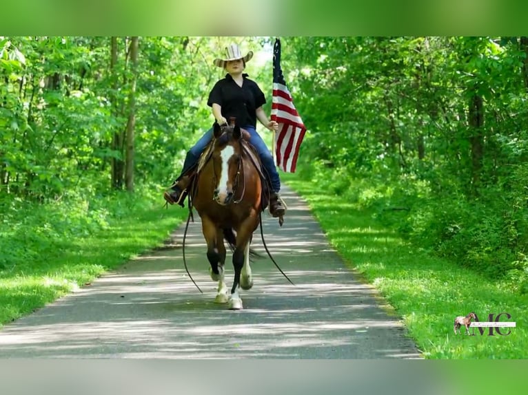 American Quarter Horse Castrone 10 Anni 152 cm Baio ciliegia in North Bloomfield