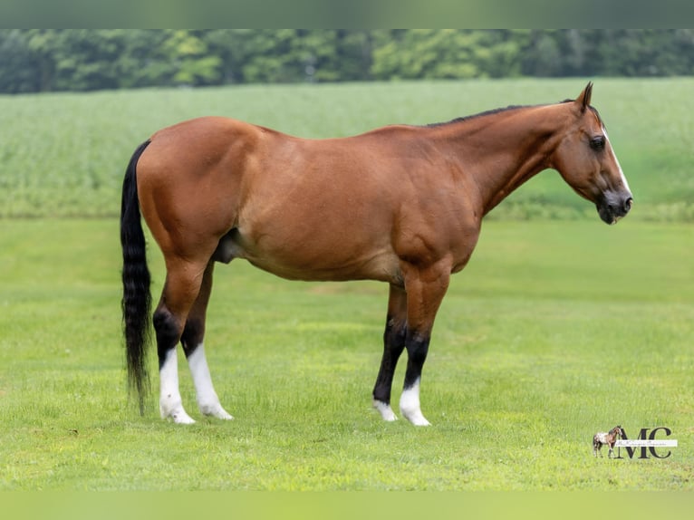 American Quarter Horse Castrone 10 Anni 152 cm Baio ciliegia in North Bloomfield