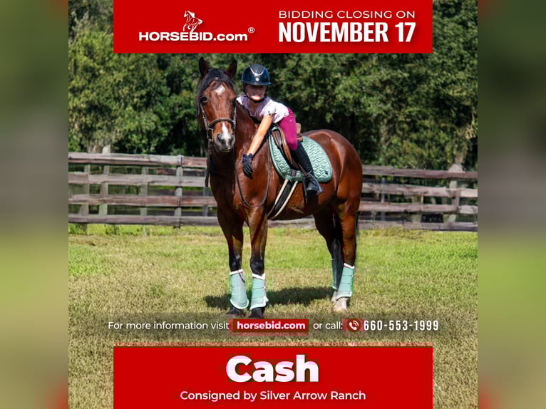 American Quarter Horse Castrone 10 Anni 152 cm Baio ciliegia in Ocala