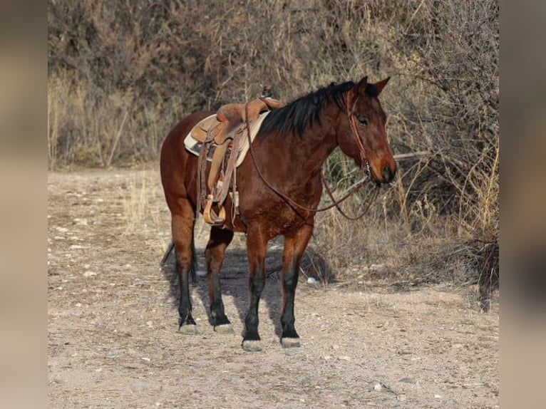 American Quarter Horse Castrone 10 Anni 152 cm Baio ciliegia in CAMP VERDE, AZ