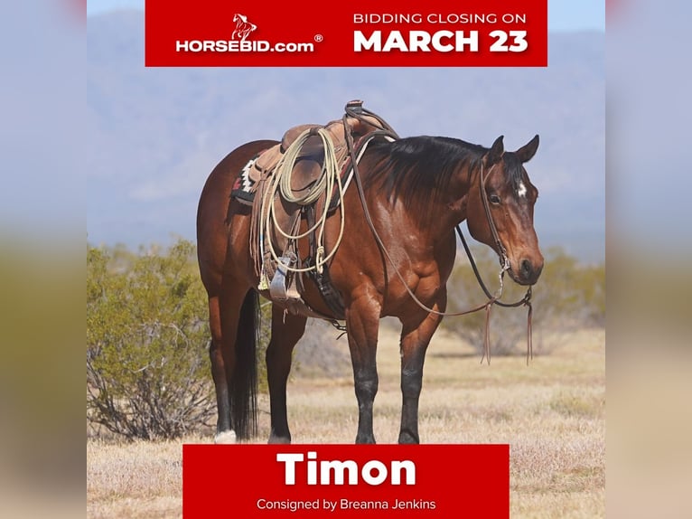 American Quarter Horse Castrone 10 Anni 152 cm Baio ciliegia in Aguila