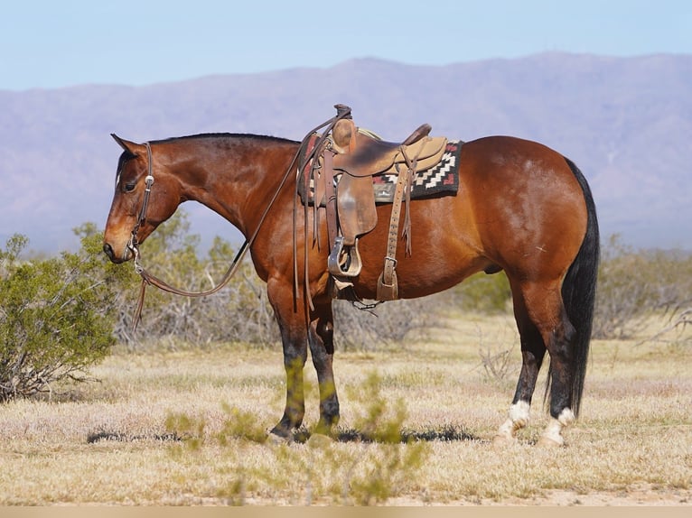 American Quarter Horse Castrone 10 Anni 152 cm Baio ciliegia in Aguila