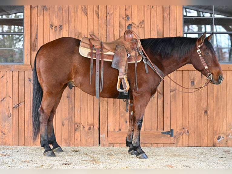 American Quarter Horse Castrone 10 Anni 152 cm Baio ciliegia in Clarion, PA