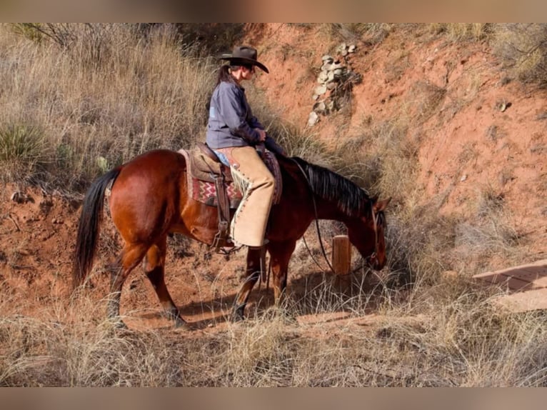 American Quarter Horse Castrone 10 Anni 152 cm Baio ciliegia in Clarion, PA