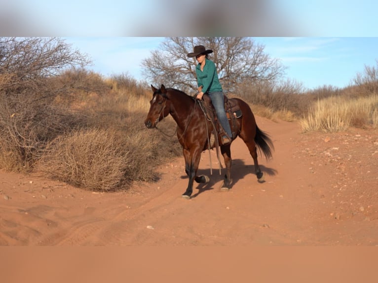 American Quarter Horse Castrone 10 Anni 152 cm Baio ciliegia in Clarion, PA