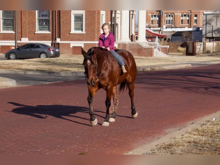 American Quarter Horse Castrone 10 Anni 152 cm Baio ciliegia in Clarion, PA