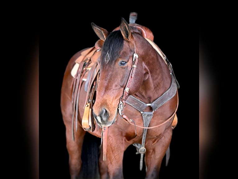 American Quarter Horse Castrone 10 Anni 152 cm Baio ciliegia in Clarion, PA