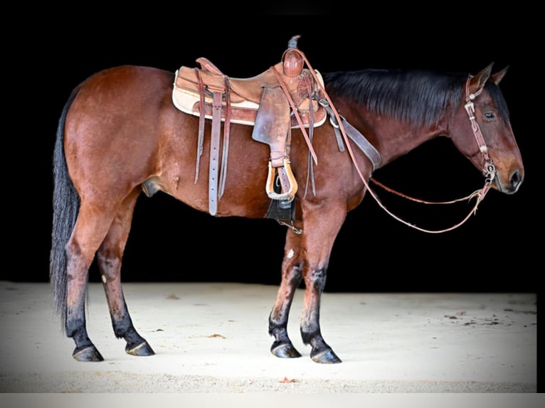 American Quarter Horse Castrone 10 Anni 152 cm Baio ciliegia in Clarion, PA