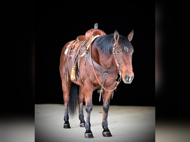 American Quarter Horse Castrone 10 Anni 152 cm Baio ciliegia in Clarion, PA