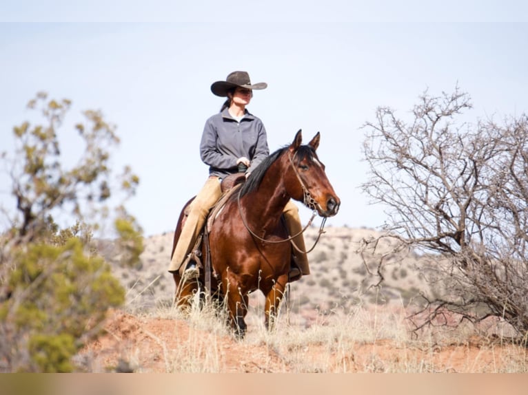 American Quarter Horse Castrone 10 Anni 152 cm Baio ciliegia in Clarion, PA