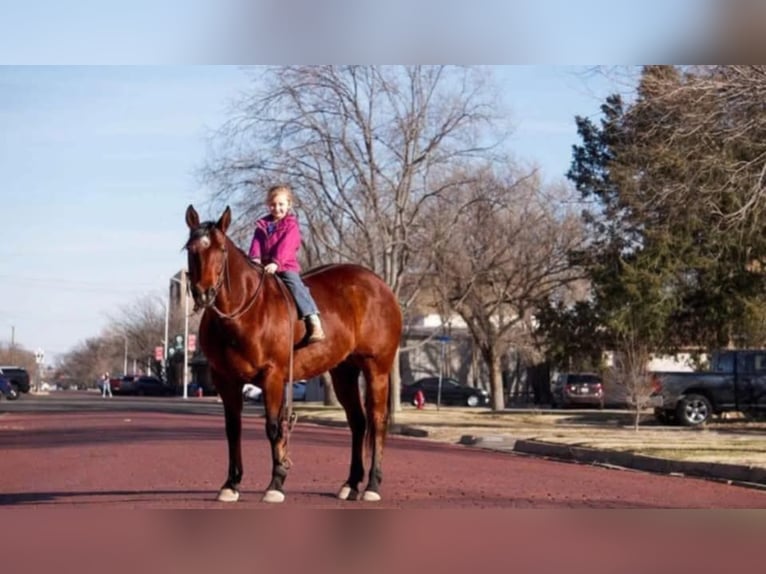 American Quarter Horse Castrone 10 Anni 152 cm Baio ciliegia in Clarion, PA