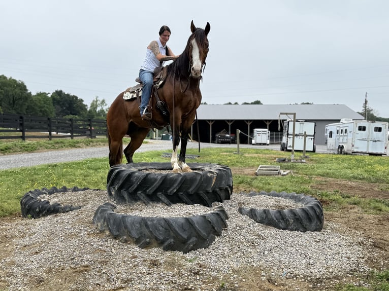 American Quarter Horse Castrone 10 Anni 152 cm Baio ciliegia in Henderson