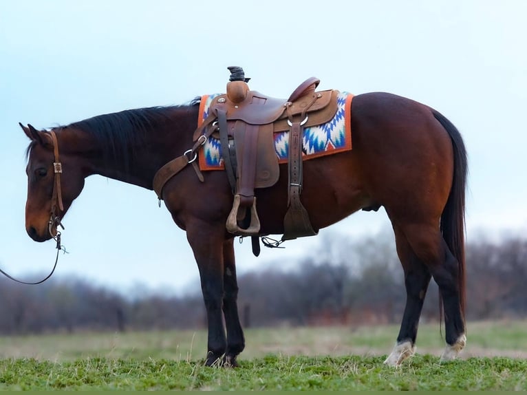 American Quarter Horse Castrone 10 Anni 152 cm Baio ciliegia in Joy
