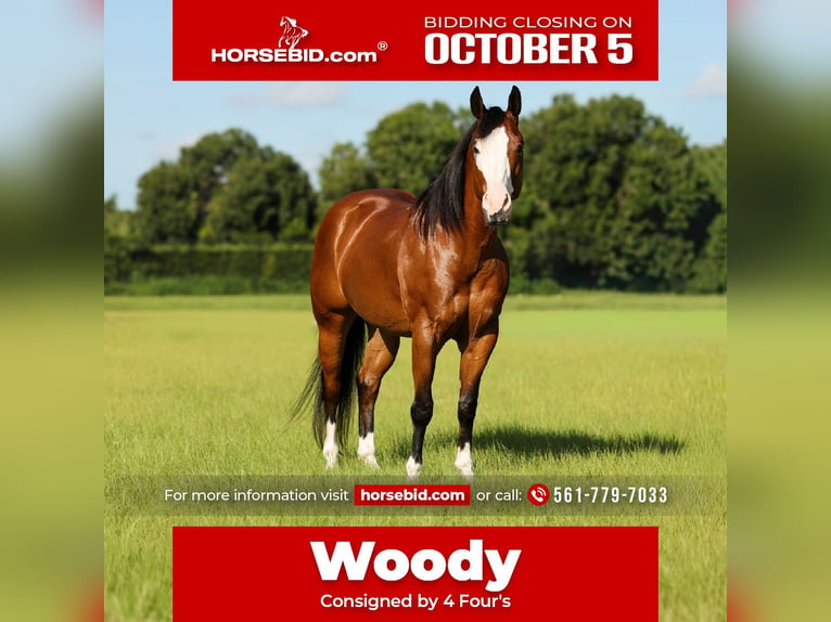 American Quarter Horse Castrone 10 Anni 152 cm Baio ciliegia in Loxahatchee