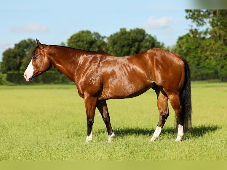American Quarter Horse Castrone 10 Anni 152 cm Baio ciliegia in Loxahatchee