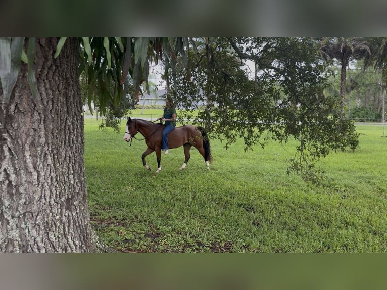 American Quarter Horse Castrone 10 Anni 152 cm Baio ciliegia in Loxahatchee