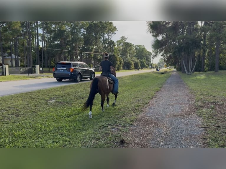 American Quarter Horse Castrone 10 Anni 152 cm Baio ciliegia in Loxahatchee