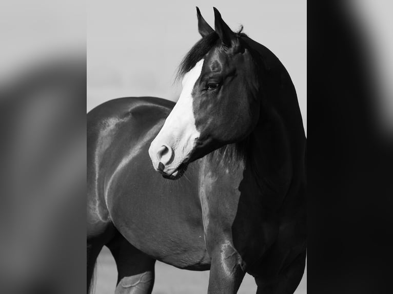 American Quarter Horse Castrone 10 Anni 152 cm Baio ciliegia in Loxahatchee
