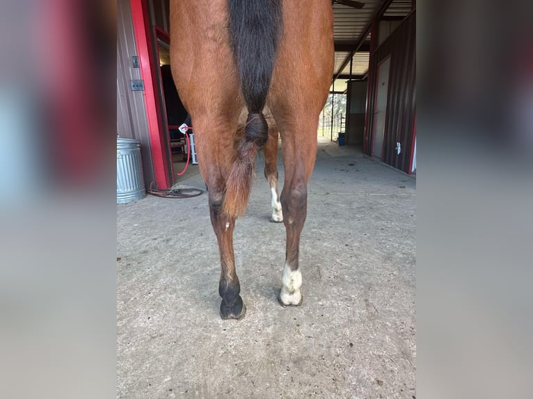 American Quarter Horse Castrone 10 Anni 152 cm Baio ciliegia in Lufkin, TX