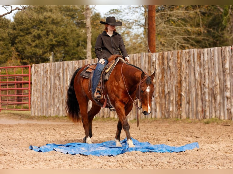 American Quarter Horse Castrone 10 Anni 152 cm Baio ciliegia in Lufkin, TX