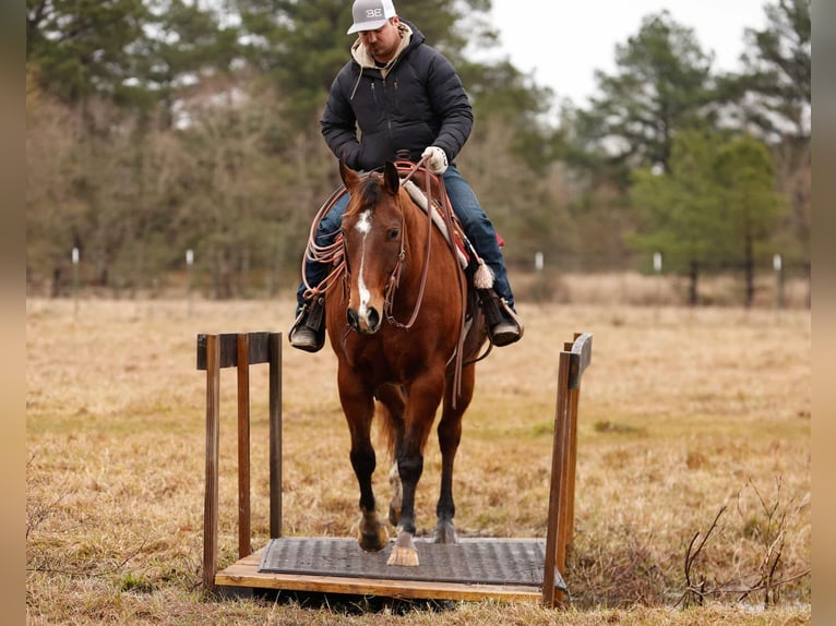 American Quarter Horse Castrone 10 Anni 152 cm Baio ciliegia in Lufkin, TX