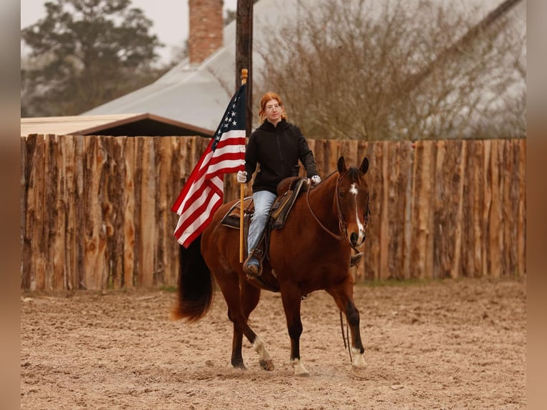 American Quarter Horse Castrone 10 Anni 152 cm Baio ciliegia in Lufkin, TX