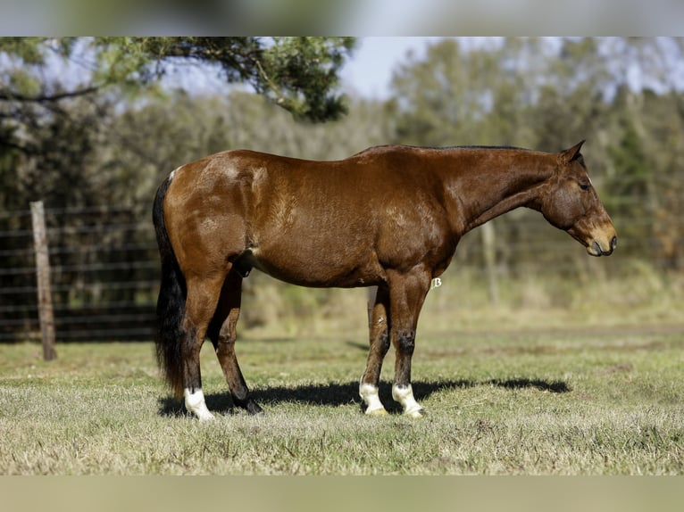 American Quarter Horse Castrone 10 Anni 152 cm Baio ciliegia in Lufkin, TX