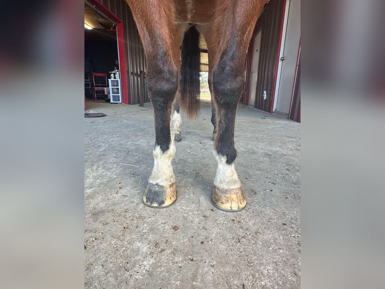 American Quarter Horse Castrone 10 Anni 152 cm Baio ciliegia in Lufkin, TX