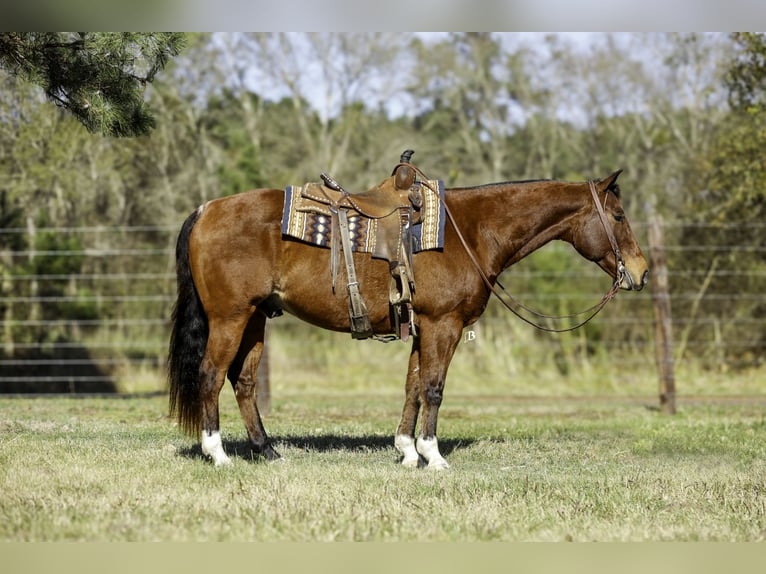 American Quarter Horse Castrone 10 Anni 152 cm Baio ciliegia in Lufkin, TX